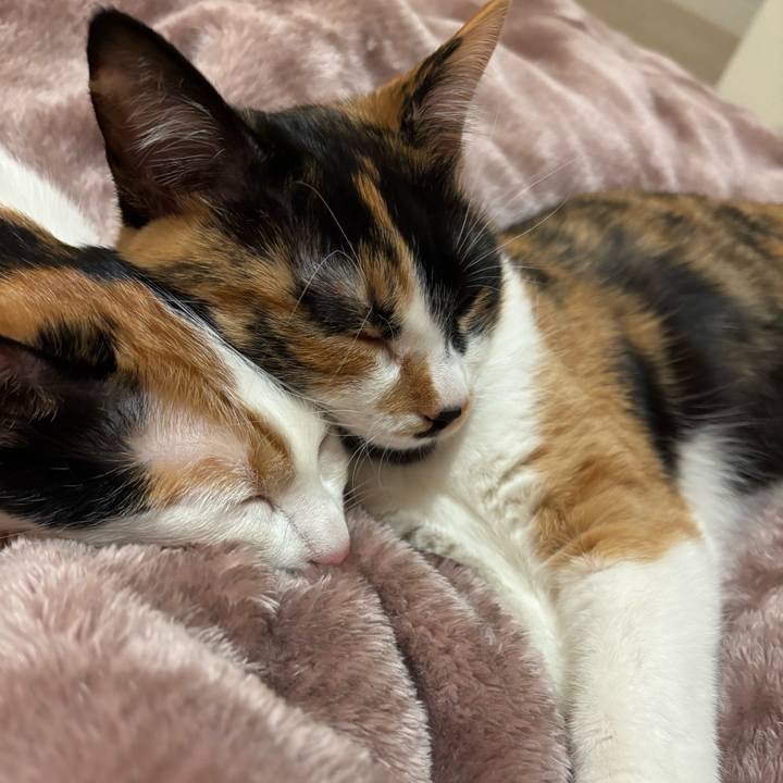 56502bc0 44ed 4099 8634 db0a964002c0 1766399888707