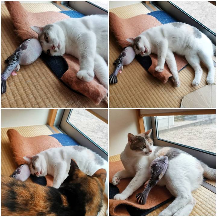 56514c63 192e 49c8 9dcd 6986f95574b7 1655093025394