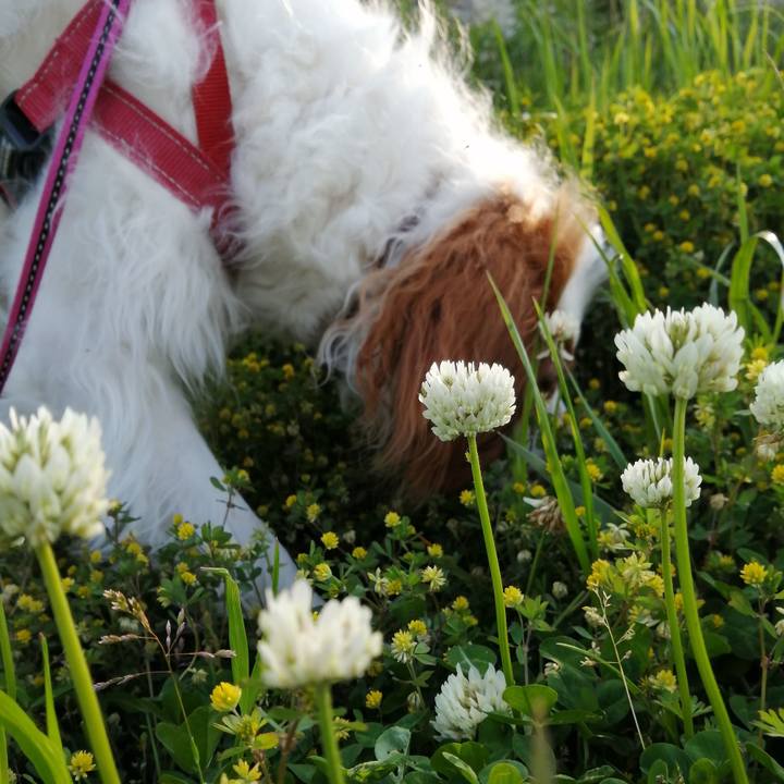 56519ea5 cf13 496b 8a13 f9b056162e41 1588150220862