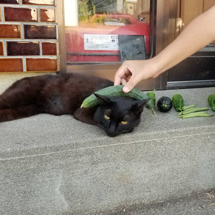 56546cc7 ceaa 4009 bd65 8525f398f0f7 1690981061907