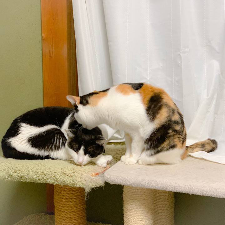 56577e52 436b 4871 9bd9 5ef057763e5d 1560390866740