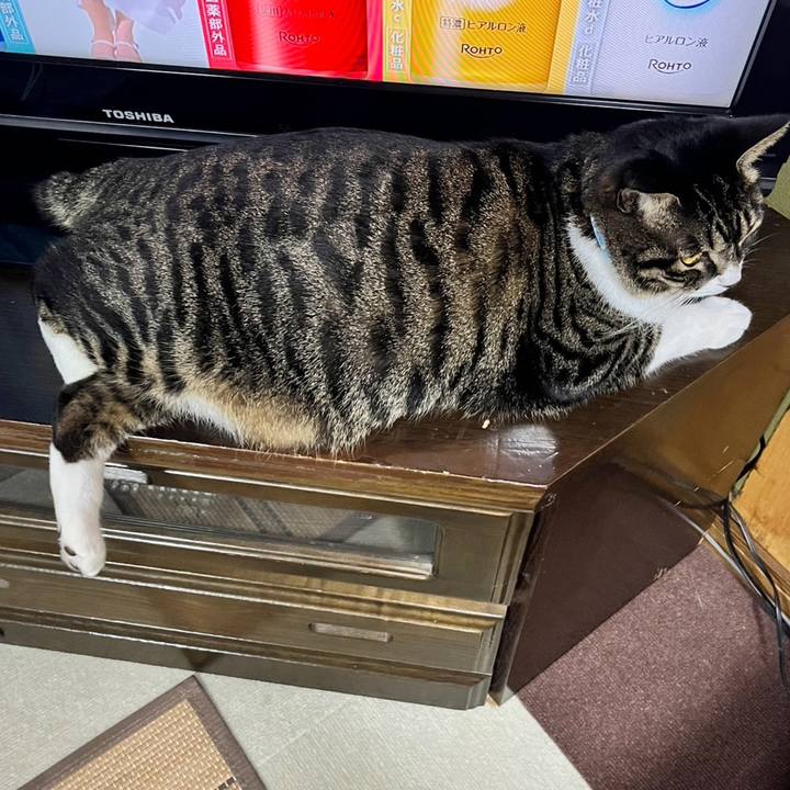 56641cc5 a2fe 471d b0b8 05be304660ed 1764376300404