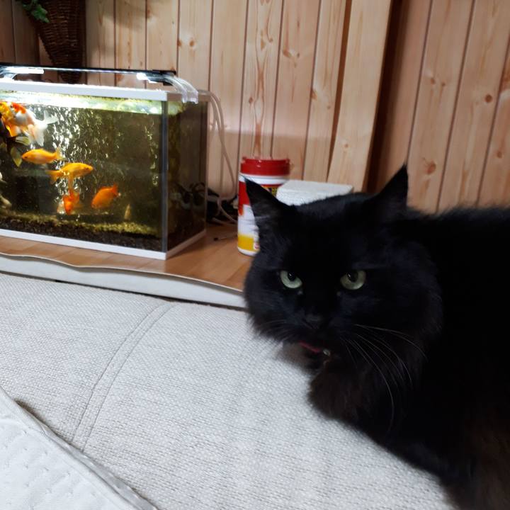 5664b1a0 2ca2 4a16 95c0 8c98e6a551fa 1517434035907