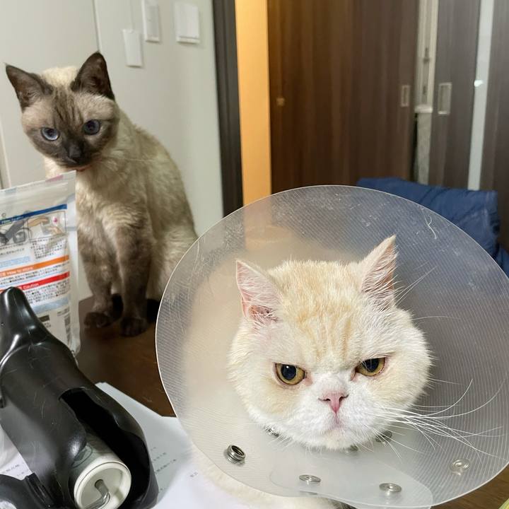 5664cced 471d 44a6 a5f4 558eae7dc749 1759314661549