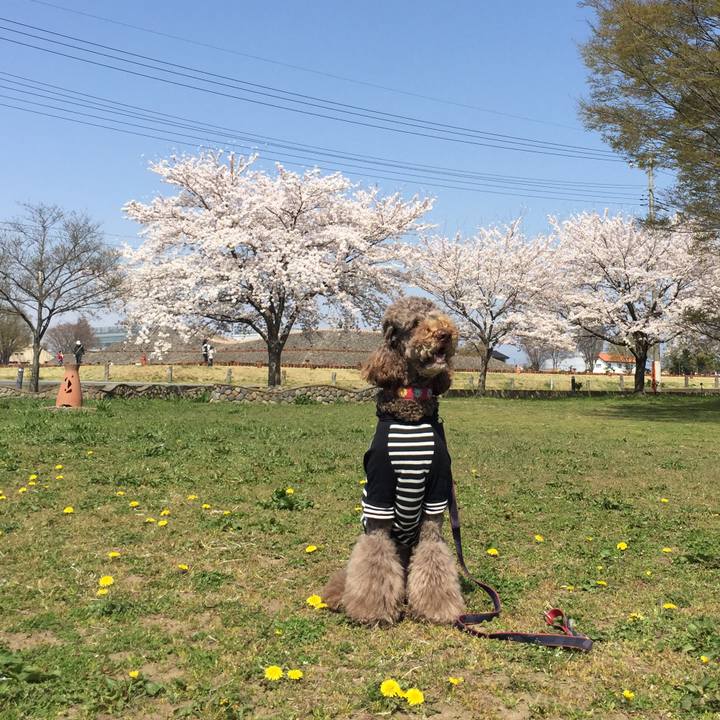 5667b7a1 cf33 403b b06d ff8b03503ab6 1522573311539