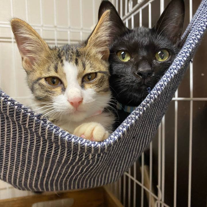 566d0aaa ae75 4875 816d e1162ecf1a29 1633764246738