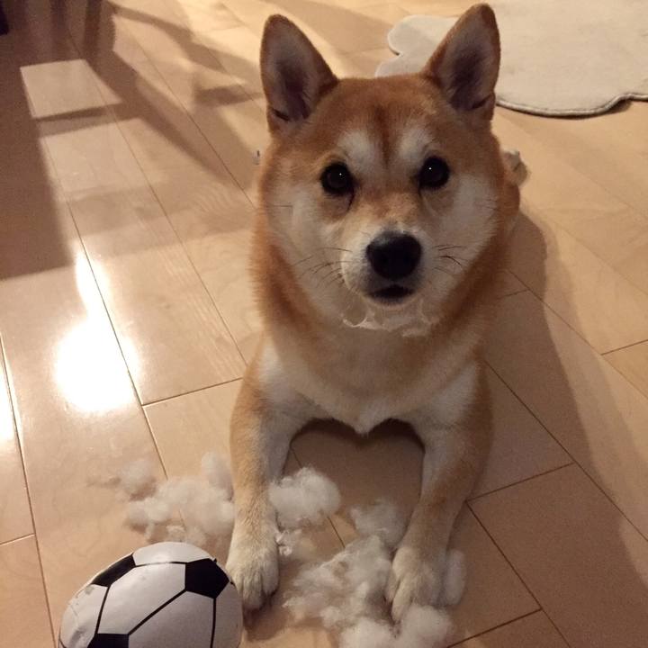 566d4434 74a2 440e bc3a 533873ac3b66 1507810363331