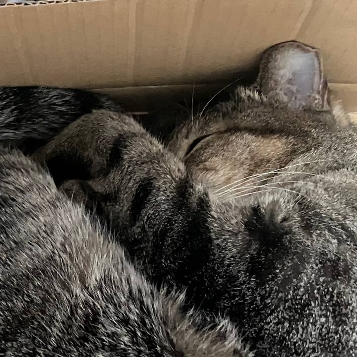 56721184 61c3 4990 8229 395728434552 1768095488214