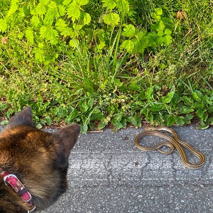 567b7e36 422e 44f7 9648 63decee879f2 1589408723290