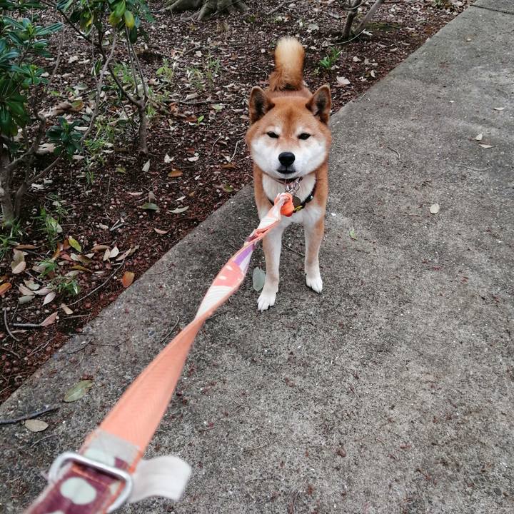 567c632e 5357 4ecb 826e c678d588e542 1587466989220