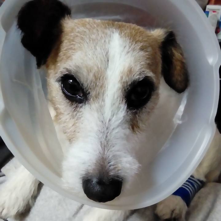 5683c712 128d 4f46 8712 6772f9b684b6 1541421390829