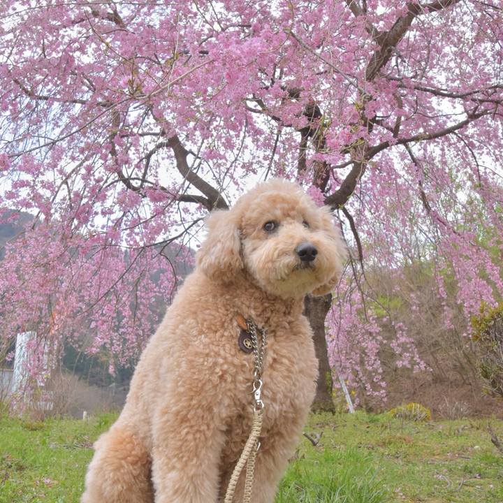 56849258 0549 49f9 a59d 07ad017d9220 1554024264976