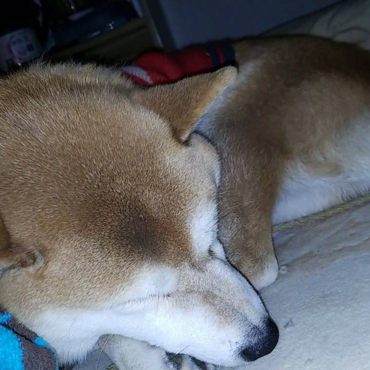 56894d6d 3899 46f2 9dd0 37dbf2e0bb04 1545653613049