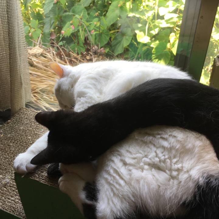 568b0011 7f7b 427c b16b d635ecf4eb86 1627881868657