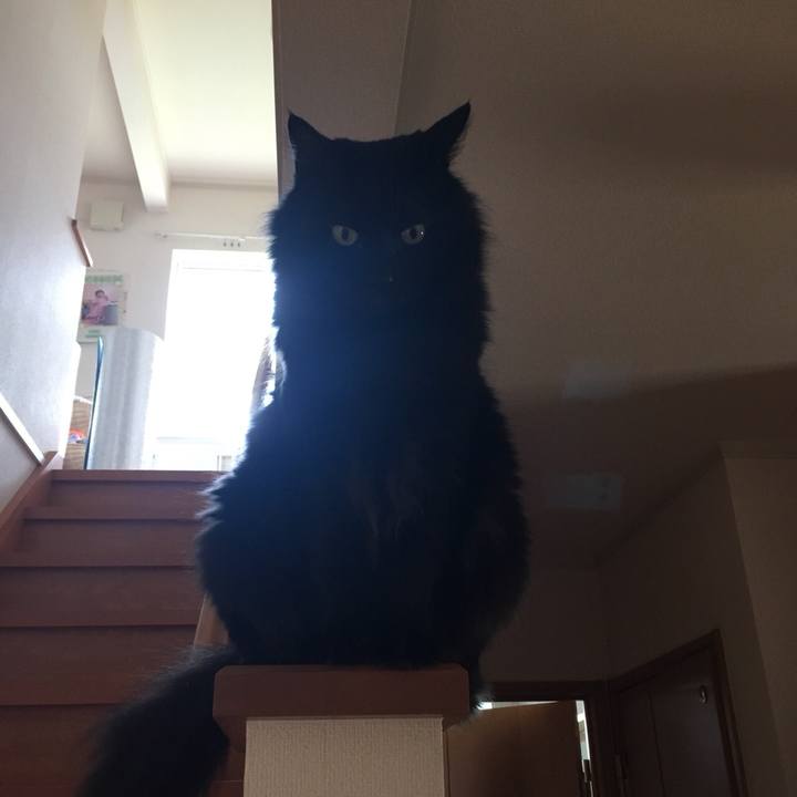 568d0003 7c76 4426 b1e9 0eaaa1b0cb01 1528965507848