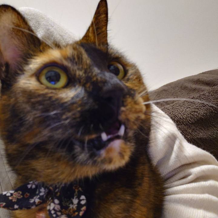 568d1721 3ec1 416f a4e0 f33df37b9f9f 1764075623735