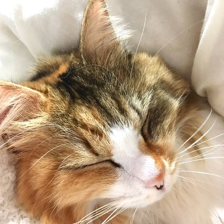 568d97f9 22f5 493c 9b4e e6537566c4a5 1574924675794