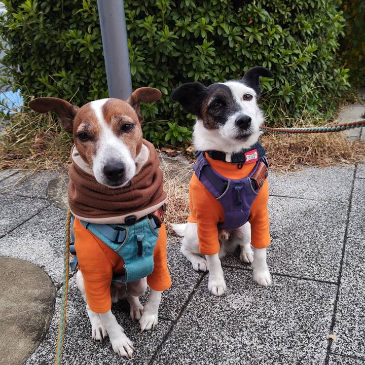 568dac44 269f 4b57 a650 831a12d9da01 1733608877348