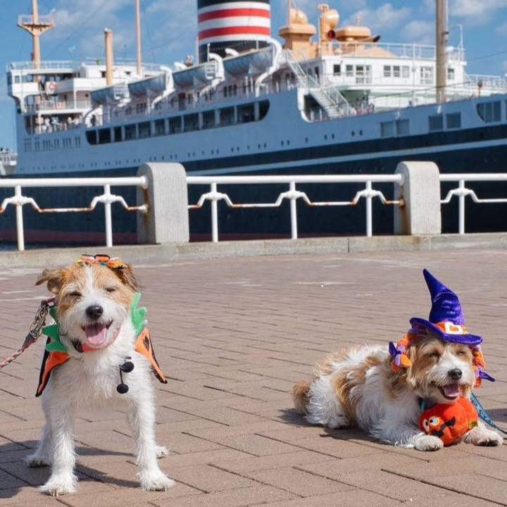 568e76b4 3106 4e30 a690 1c47cd8f1a67 1732958817326