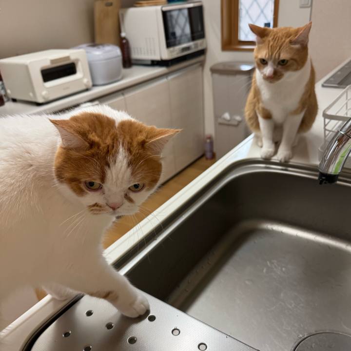 5690c79e 5738 4fe9 8b35 93dd5089001a 1773627683838