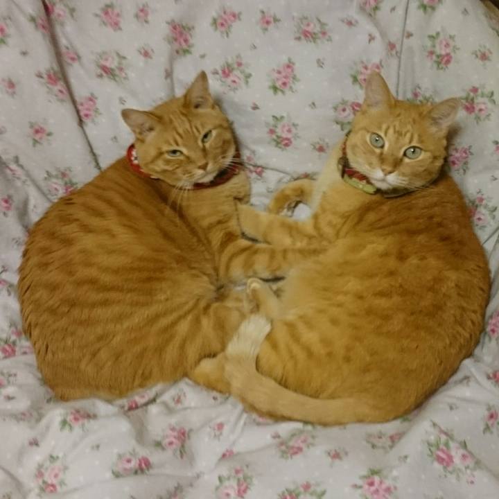 5691c496 2bae 47c7 a582 54d1a97a331a 1520261765987