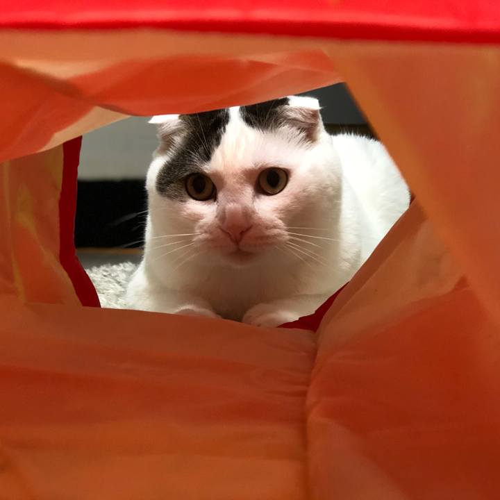 56949907 d2d3 4ae6 8db5 16824a77c801 1534282144145