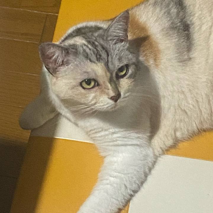 5696f03c 5584 401d 886e 0f87c74b0fe0 1750932464691