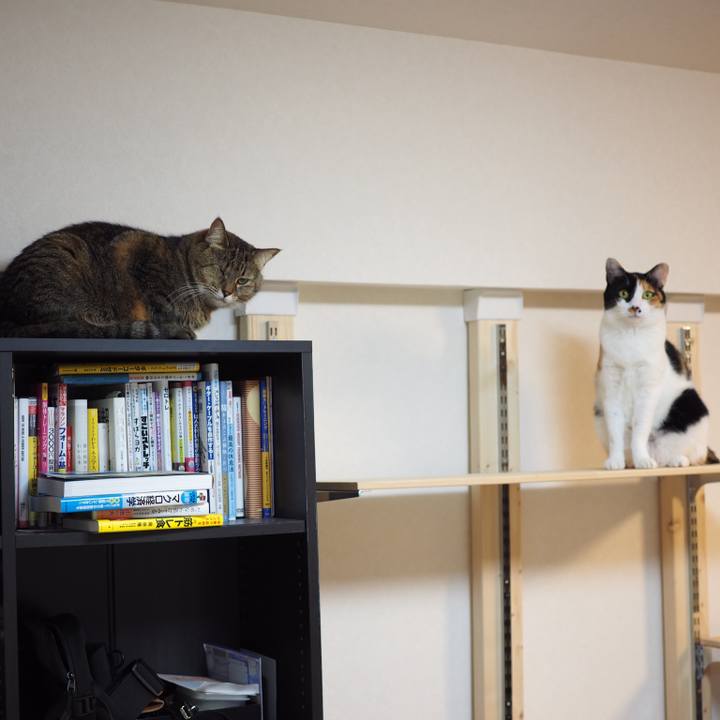 56981484 8b2f 42d0 b924 83bb2dfba475 1550481713452