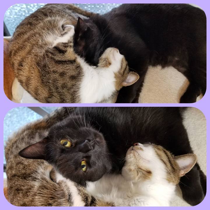 5699363b 7814 4a7b 8b2d 17fa685f45a7 1525430204875