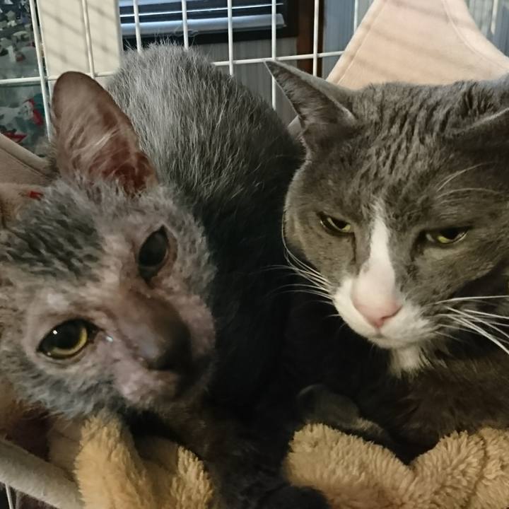 569de429 fda4 43ac 8e22 47cf7d2f5884 1517189944081