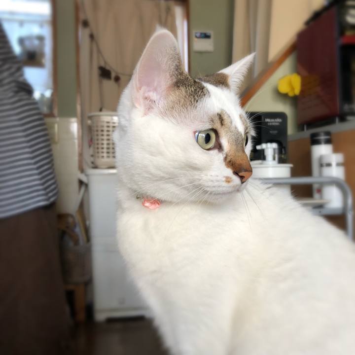 56a10565 6a15 4d54 b3fe 129704a435d6 1520306572092