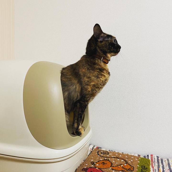 56a21dee 4c43 4f8c aa20 db6f60dc8c38 1598443777359