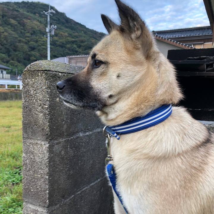 56a2cae0 d4ea 48b4 b359 dde0d0eb123d 1542627519438