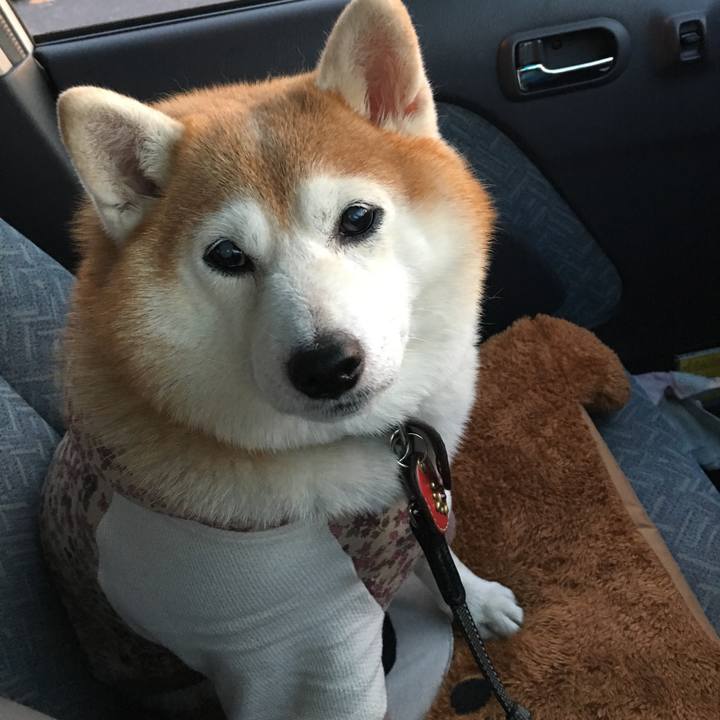 56a2dd5e e6b0 4084 b252 20ff9eb1e4dc 1544438245478