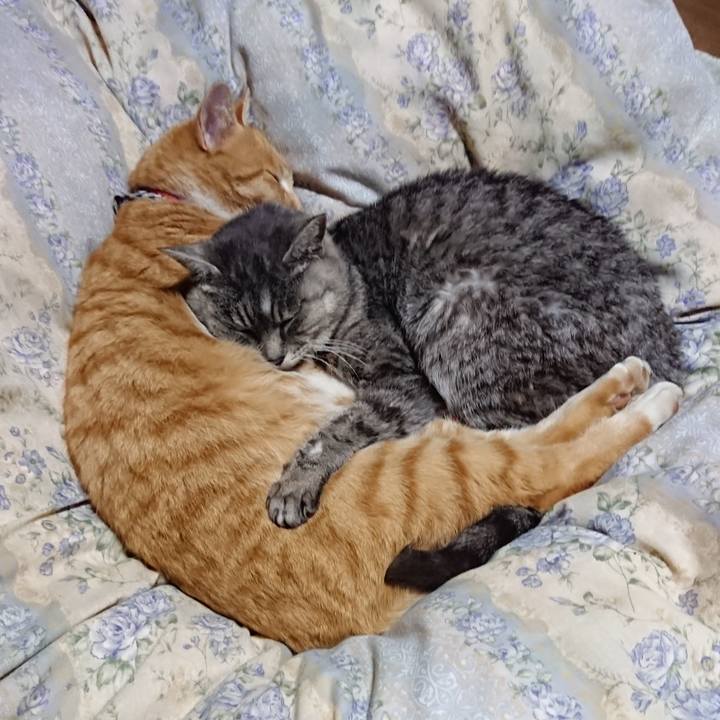 56a331ab ea41 4be6 a85a c96756149679 1575380348858