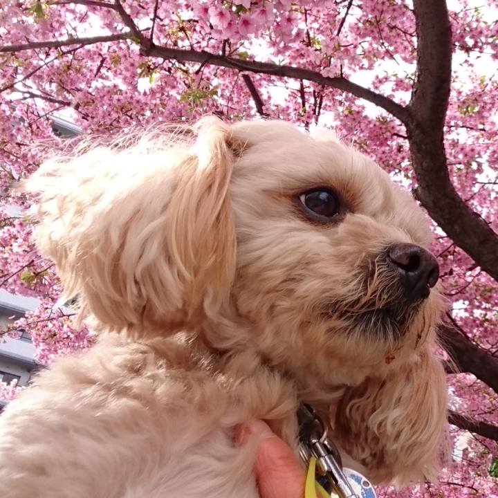 56a5dd4e d41b 488f 8ca8 5450ee51559c 1521354339525