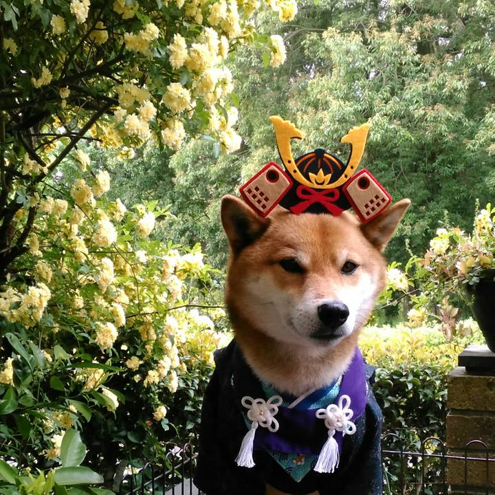 56a7736a f47d 45c9 85c4 582e6cc64a71 1525091276037