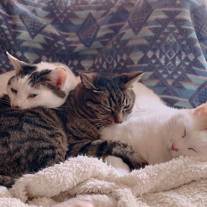 56ac4ab8 1217 4812 9b8d f9b33533ce3c 1651584943945