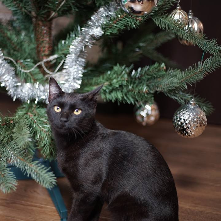 56aca868 c80a 421e 97e8 94db8698a6cc 1514080615476