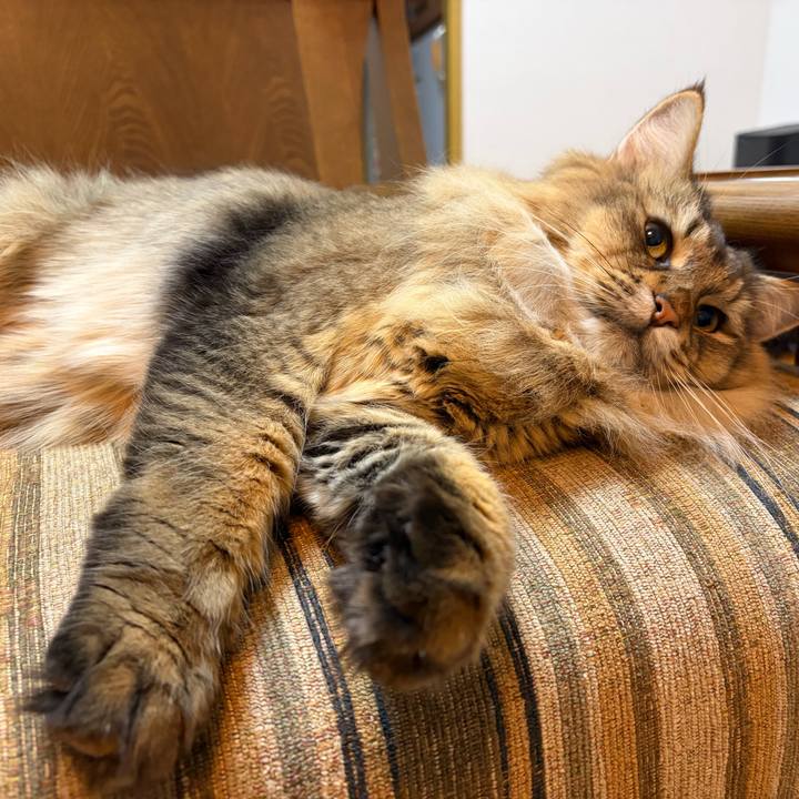 56acb0fd 0ff3 45dc 8e0b 10fa6fece302 1761085460547