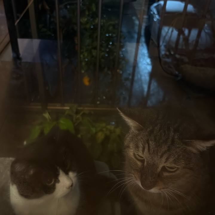 56b3f38e de6c 4b68 9636 151385e89065 1766660972300