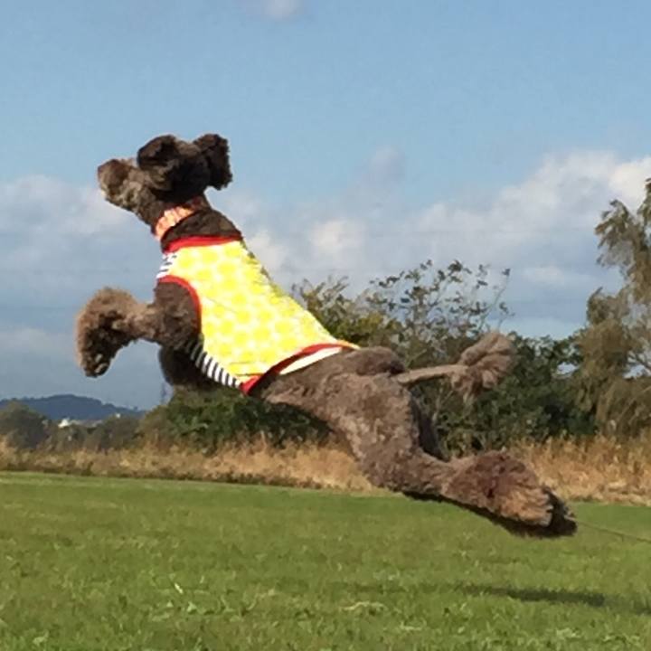 56b50d3b b690 4a58 9854 d673b1bef35e 1510416169227