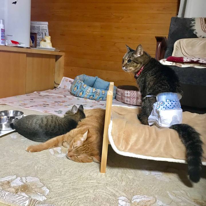 56b57ce6 e6a0 4ef5 8e40 fd67b8efaec9 1541764476904