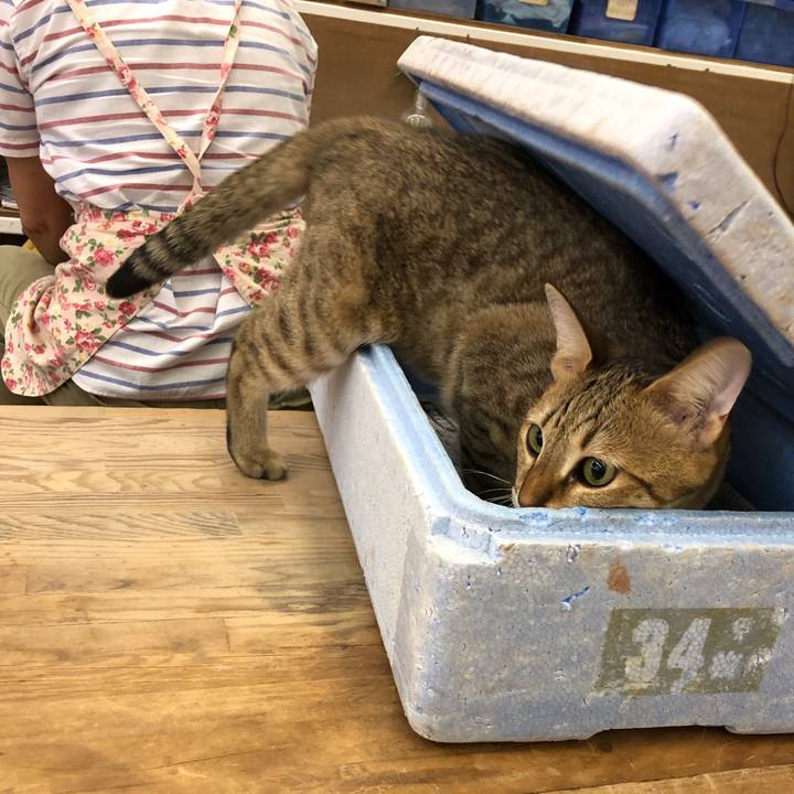 56b5a5aa 39ad 4230 aade 4c2d4231ec1c 1596873190097