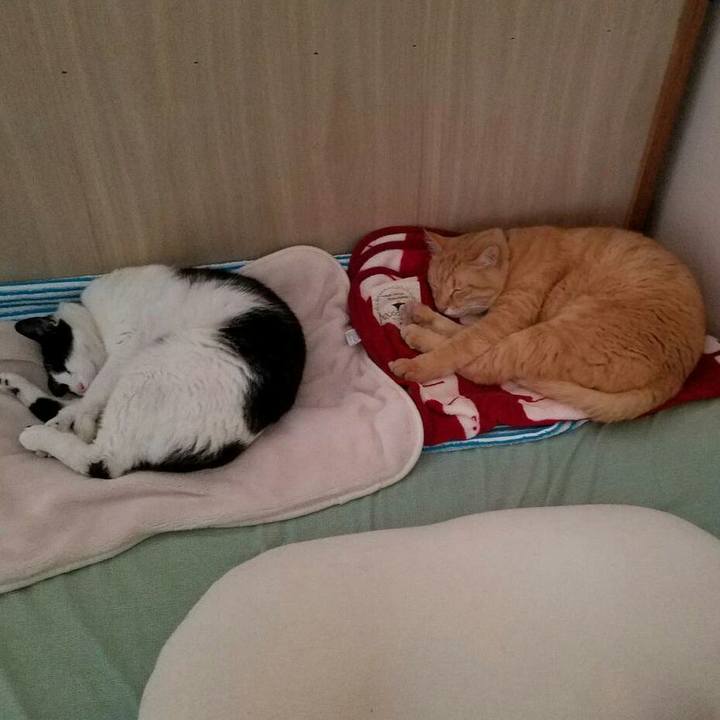 56b6be53 5e58 4634 8a2c df8058761c9b 1529107293762