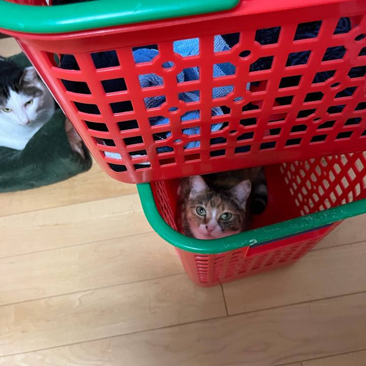 56b7a6f2 25d6 403f a450 2c292cc61525 1693662406690