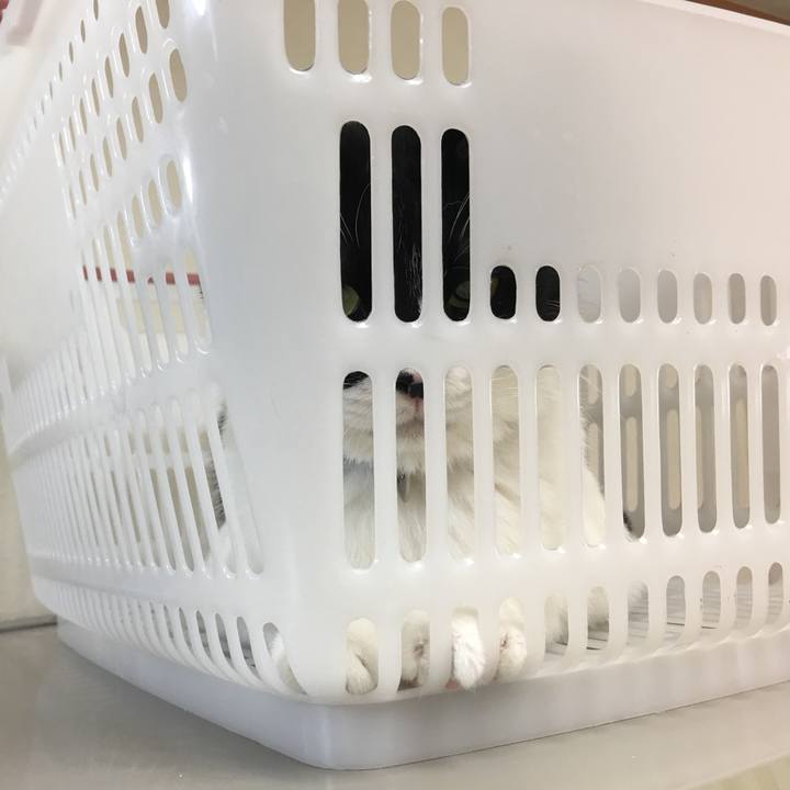 56ba1bea aa41 4c4e 9bf6 eb38f3a3d89a 1516524806374