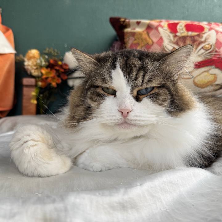 56be6547 c3dd 42bf b635 0da23a4a7ff8 1764693640824