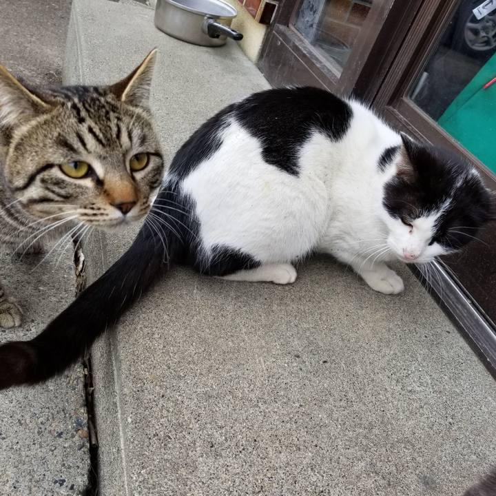 56c04baa c379 442b aaea 3dd594addb51 1586241384979