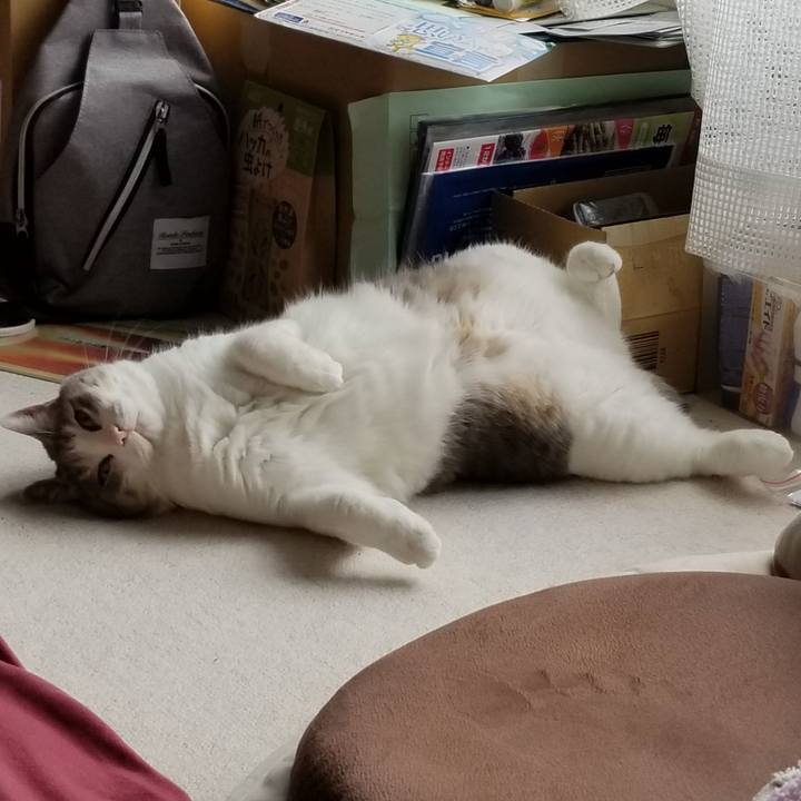 56c1936d 611f 49b3 82b3 1c3bf6137bef 1594861531423